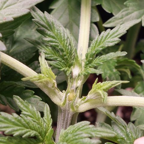 Super Lemon Pan growlog photo: Dia de topping 🤟