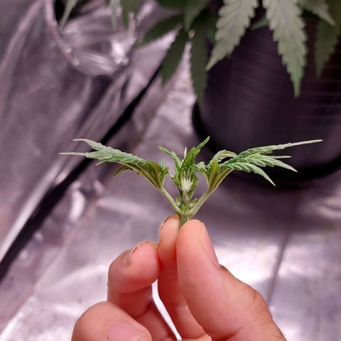 Super Lemon Pan growlog photo: Dia de topping 🤟