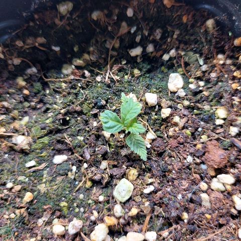 Branquinho 47 growlog photo: Cresceu bastante de ontem pra hoje 