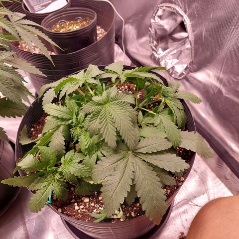 Super Lemon Pan growlog photo: Fiz uns nós pra melhorar iluminação 