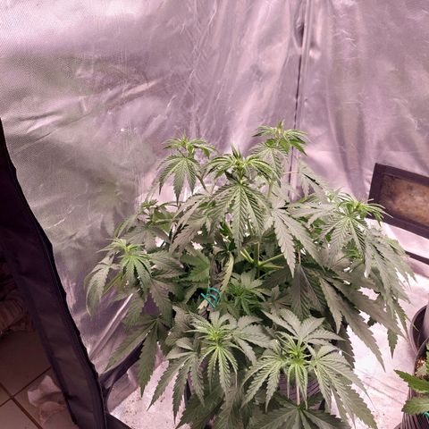 Mazine lemon haze growlog photo: Tá quase fora de controle kkkk