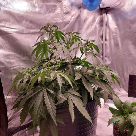 Mazine lemon haze growlog photo: Tá quase fora de controle kkkk