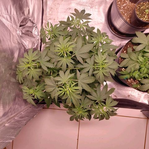 Mazine lemon haze growlog photo: Tá quase fora de controle kkkk