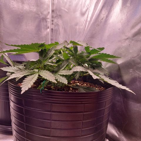 Super Lemon Pan growlog timeline photo