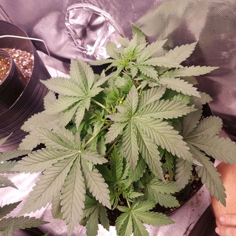 Super Lemon Pan growlog timeline photo