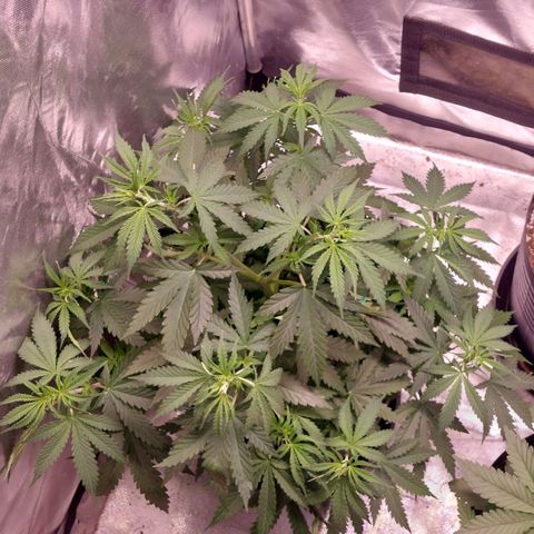 Mazine lemon haze growlog timeline photo