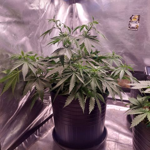 Mazine lemon haze growlog timeline photo