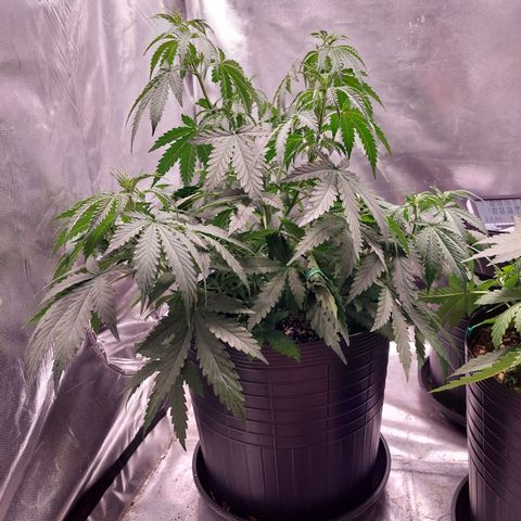 Mazine lemon haze growlog photo: Parece estar baixa, com sede, mas já fiz as correções 