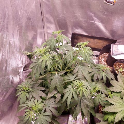 Mazine lemon haze growlog photo: Parece estar baixa, com sede, mas já fiz as correções 