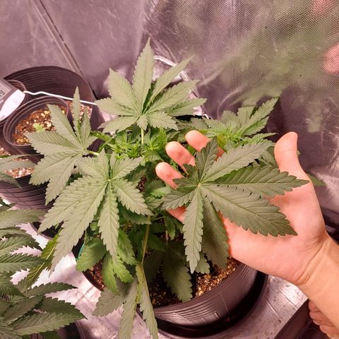 Super Lemon Pan growlog photo: Está bem, está saudável 