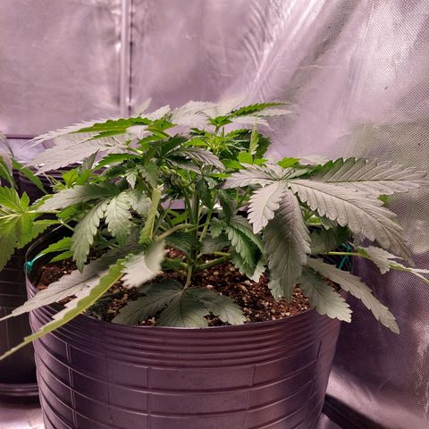 Super Lemon Pan growlog photo: Está bem, está saudável 