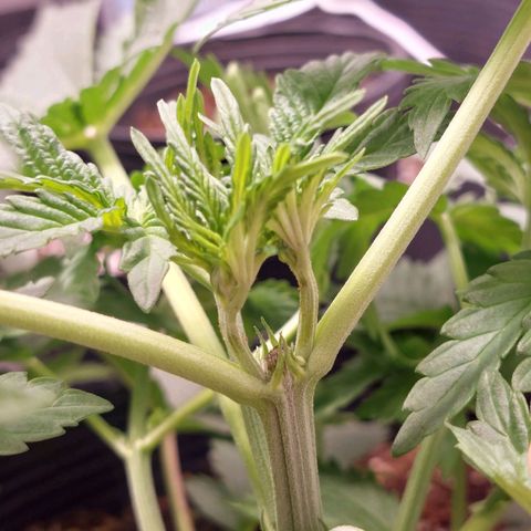Super Lemon Pan growlog photo: Está bem, está saudável 