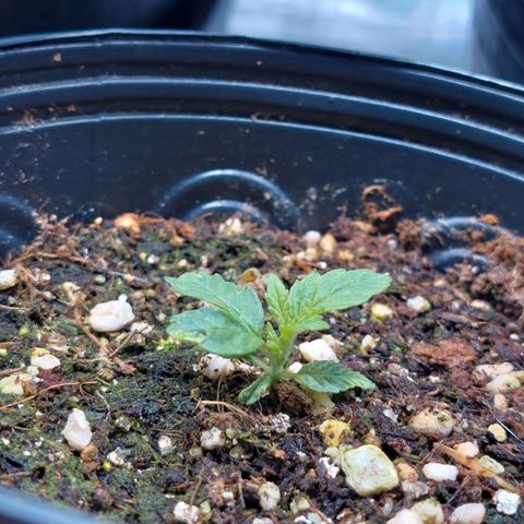 Branquinho 47 growlog photo: A folha está bem característica já. Logo logo essa aqui já consegue a autonomia das outras duas