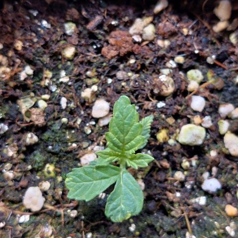 Branquinho 47 growlog photo: A folha está bem característica já. Logo logo essa aqui já consegue a autonomia das outras duas