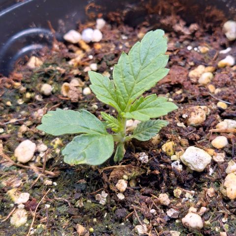 Branquinho 47 growlog photo: Papai tá orgulhoso 