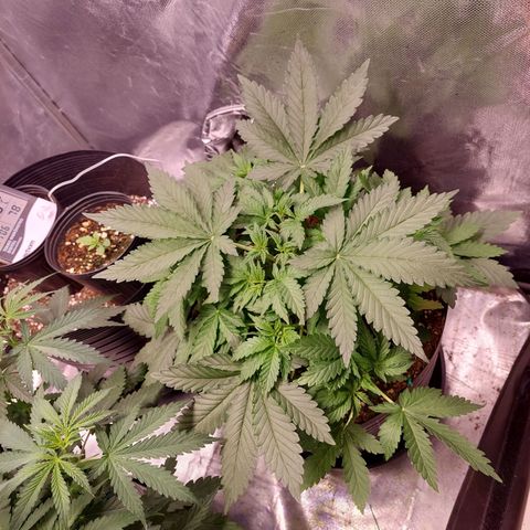 Super Lemon Pan growlog timeline photo