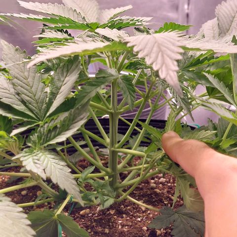 Super Lemon Pan growlog timeline photo