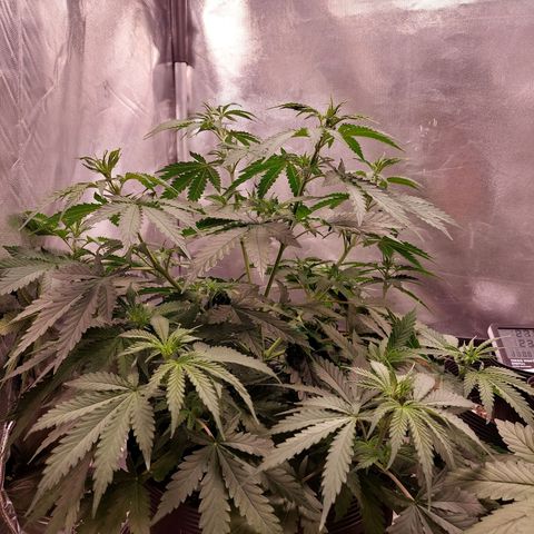 Mazine lemon haze growlog photo: Era sede mesmo kkk
