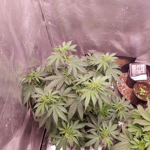 Mazine lemon haze growlog photo: Era sede mesmo kkk