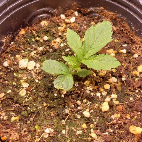 Branquinho 47 growlog timeline photo
