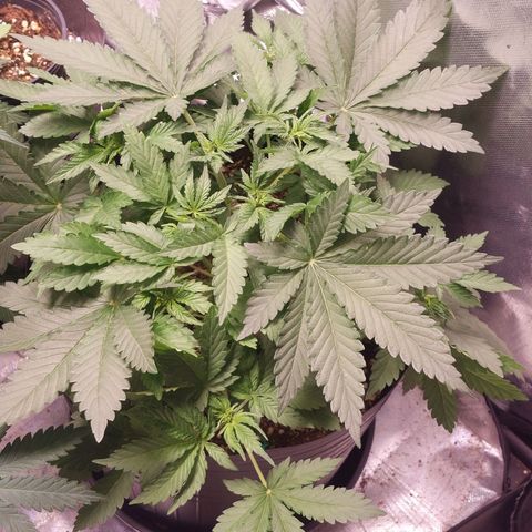 Super Lemon Pan growlog timeline photo