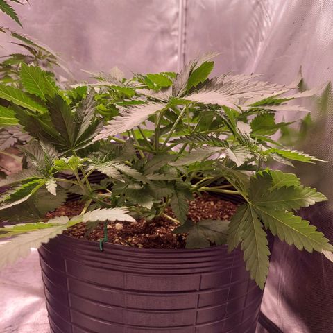 Super Lemon Pan growlog timeline photo
