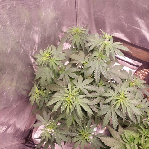 Mazine lemon haze growlog timeline photo