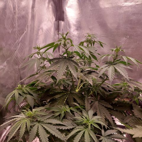 Mazine lemon haze growlog timeline photo