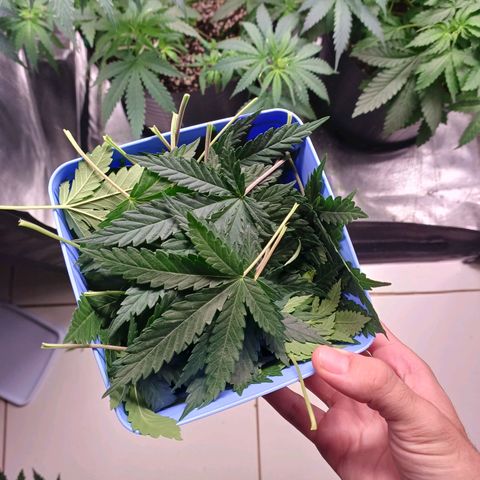 Mazine lemon haze growlog photo: Tava sufocada de tanta folha coitada 