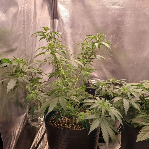 Mazine lemon haze growlog photo: Tava sufocada de tanta folha coitada 