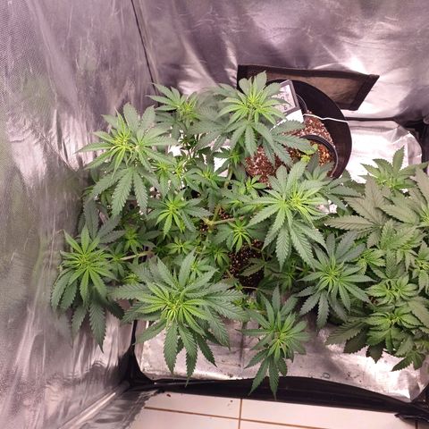 Mazine lemon haze growlog photo: Tava sufocada de tanta folha coitada 