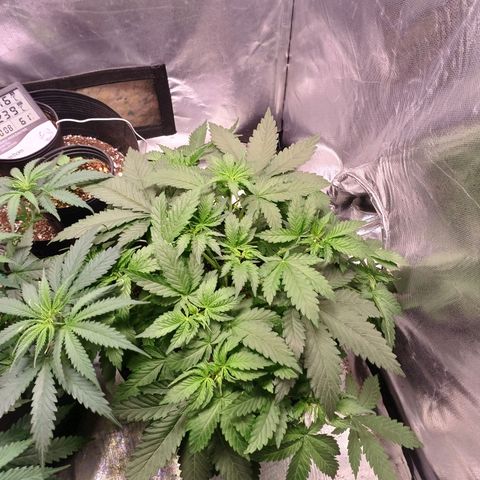 Super Lemon Pan growlog photo: Tá mantendo o formato arbustinho 