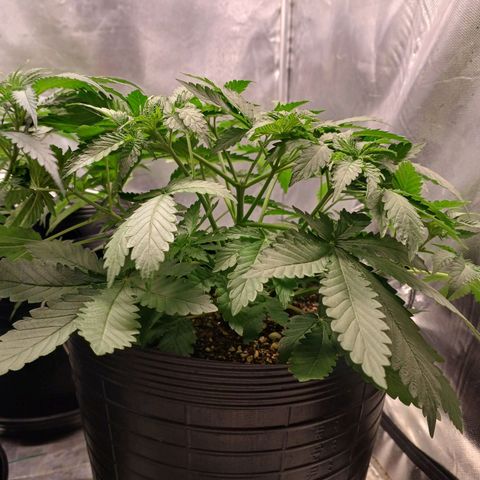 Super Lemon Pan growlog photo: Tá mantendo o formato arbustinho 