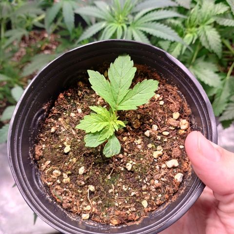 Branquinho 47 growlog photo: Tá vindo. Tô pensando em fazer uma mini planta com essa 