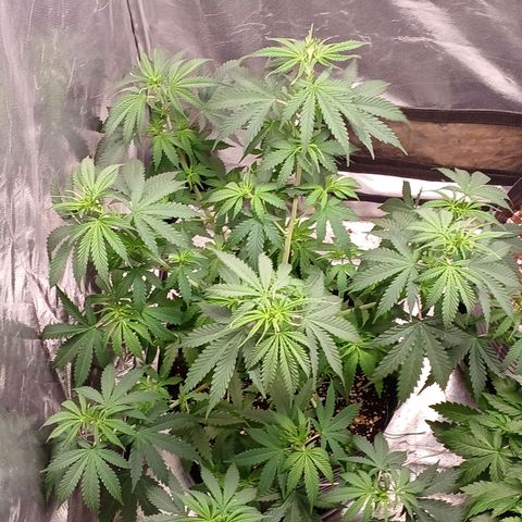 Mazine lemon haze growlog photo: Tem tido muita sede essa aqui