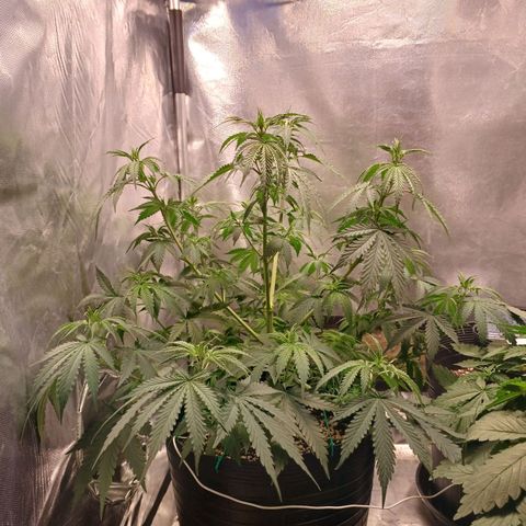 Mazine lemon haze growlog photo: Tem tido muita sede essa aqui