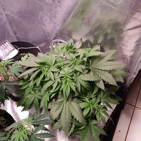 Super Lemon Pan growlog timeline photo