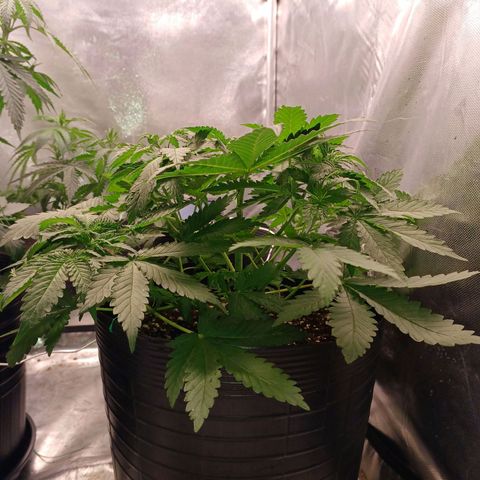 Super Lemon Pan growlog timeline photo