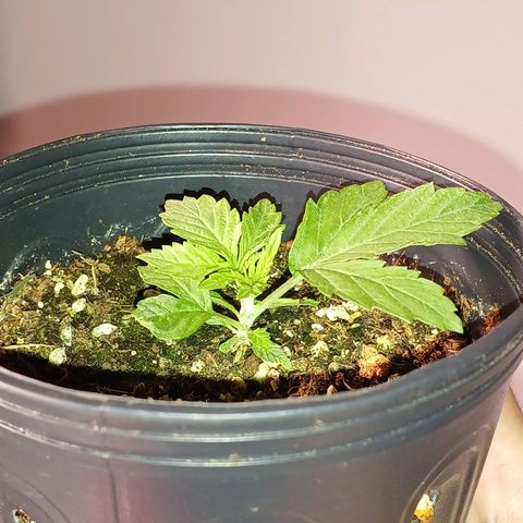 Branquinho 47 growlog timeline photo