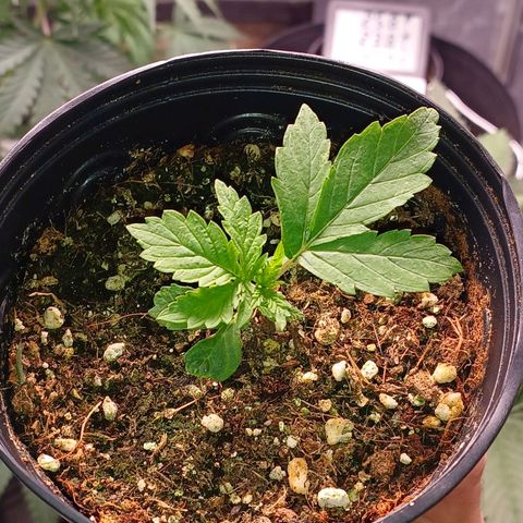 Branquinho 47 growlog timeline photo