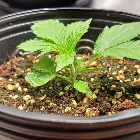 Branquinho 47 growlog timeline photo