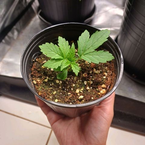 Branquinho 47 growlog timeline photo