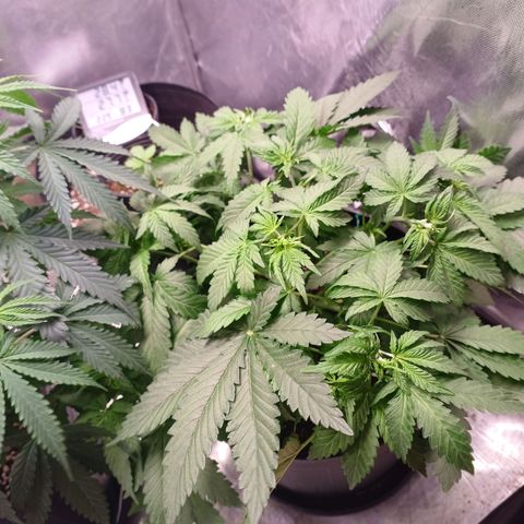 Super Lemon Pan growlog timeline photo