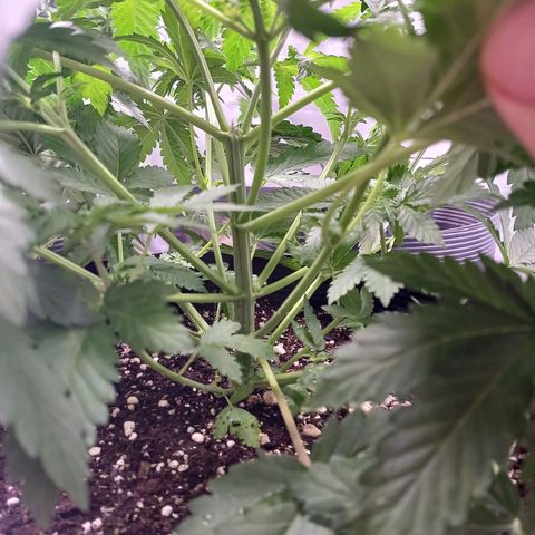 Super Lemon Pan growlog timeline photo