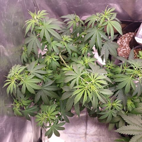 Mazine lemon haze growlog photo: Está baixa assim por causa de sede 