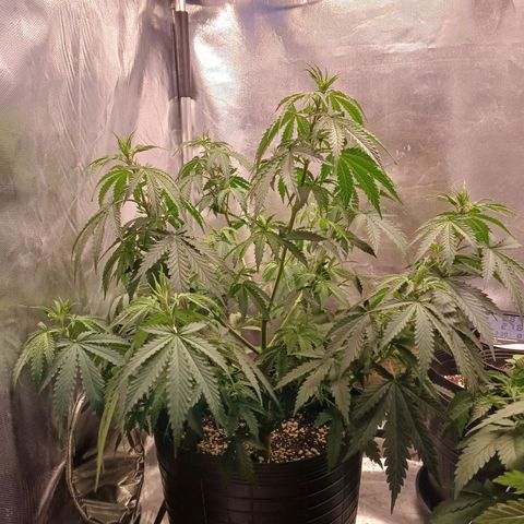 Mazine lemon haze growlog photo: Está baixa assim por causa de sede 