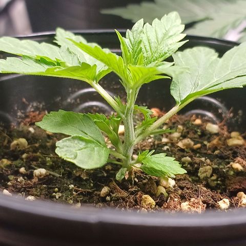 Branquinho 47 growlog photo: Finalmente está tomando forma, com duas folhas por nó