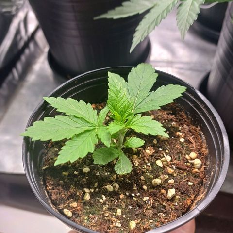 Branquinho 47 growlog photo: Finalmente está tomando forma, com duas folhas por nó