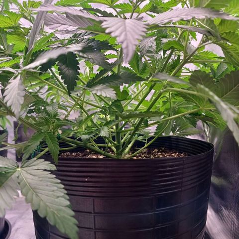 Super Lemon Pan growlog photo: Está ficando espaçosa