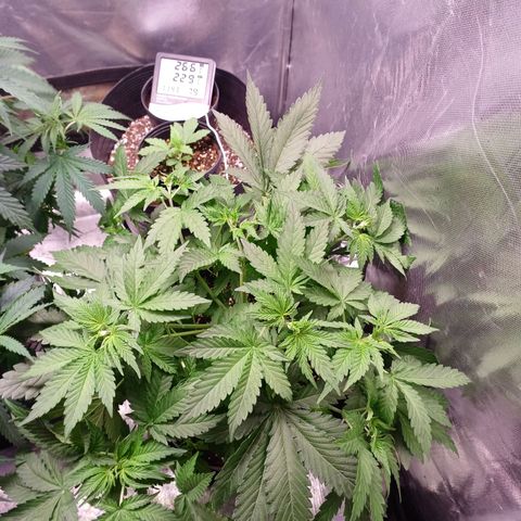 Super Lemon Pan growlog photo: Está ficando espaçosa